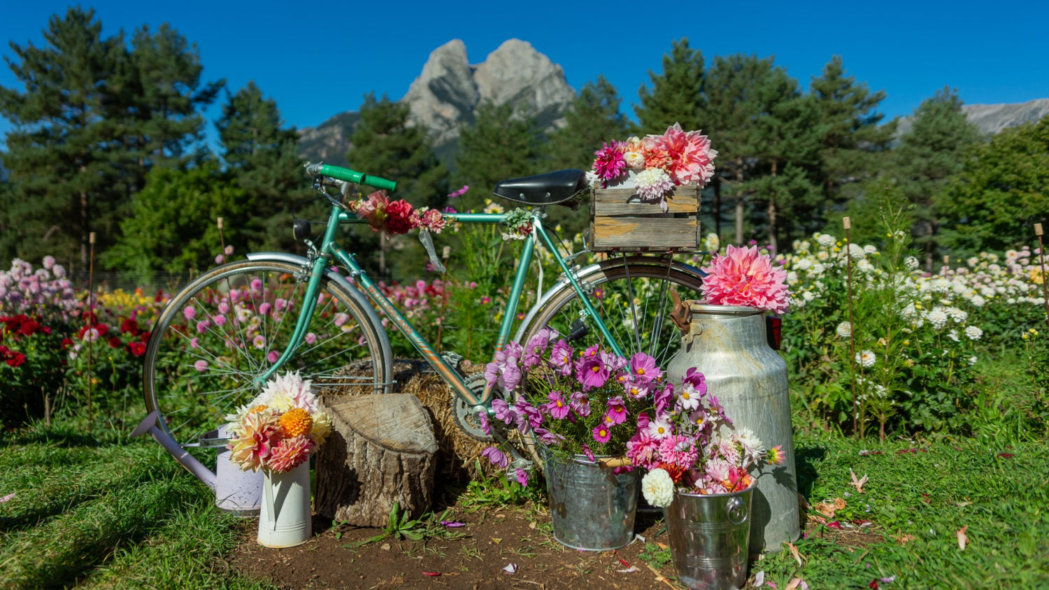El jardín de las dalias con el Pedraforca al fondo.