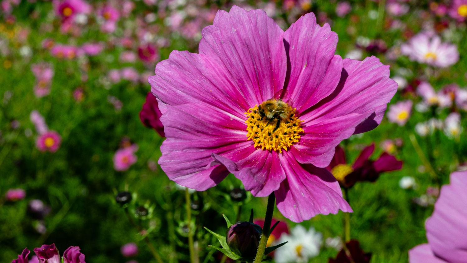 Detalle de una de las flores.