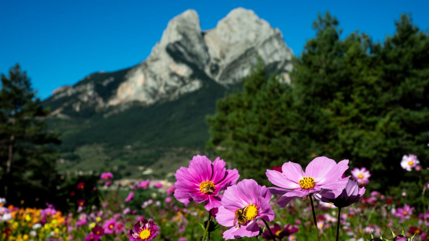 El jardín al pie del Pedraforca.