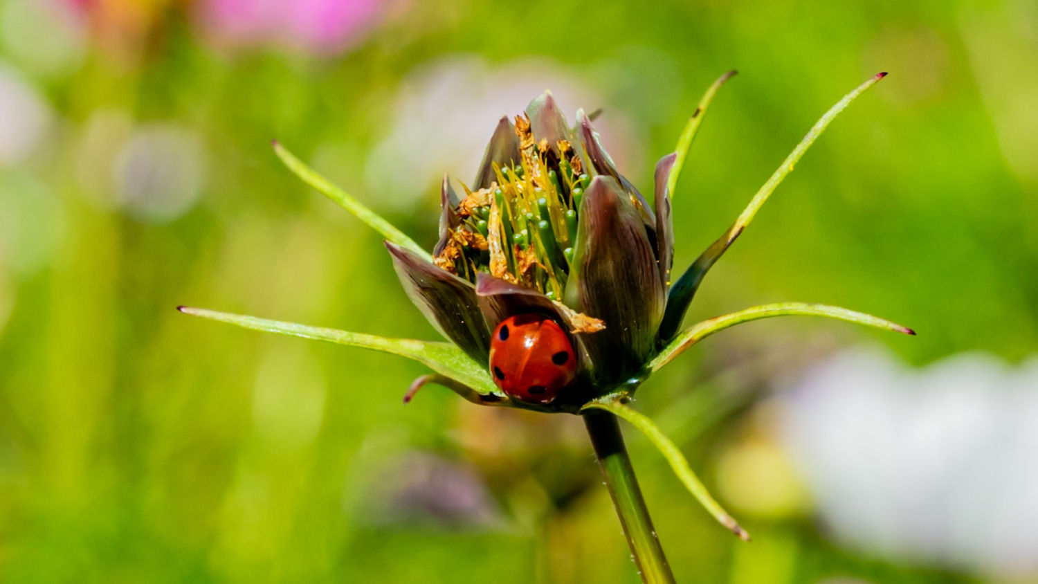 Mariquita en una flor.