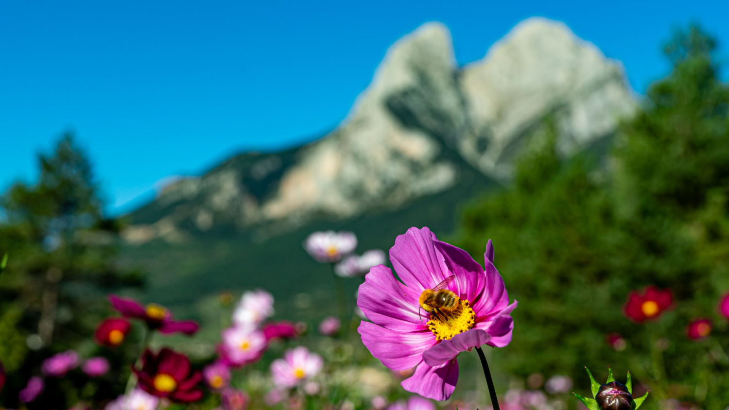 Jardín multicolor a los pies del Pedraforca.