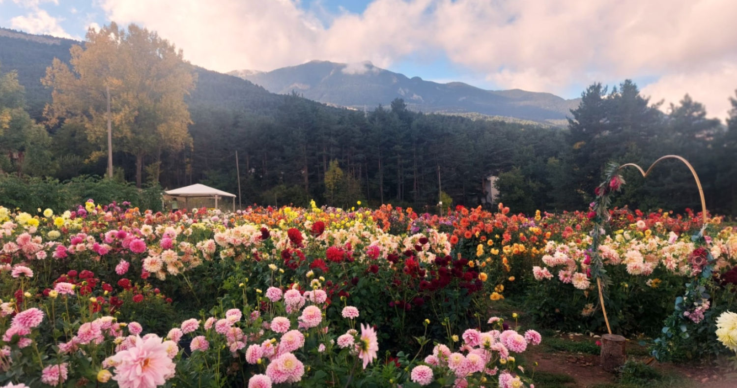 Vista del jardín de las dalias.