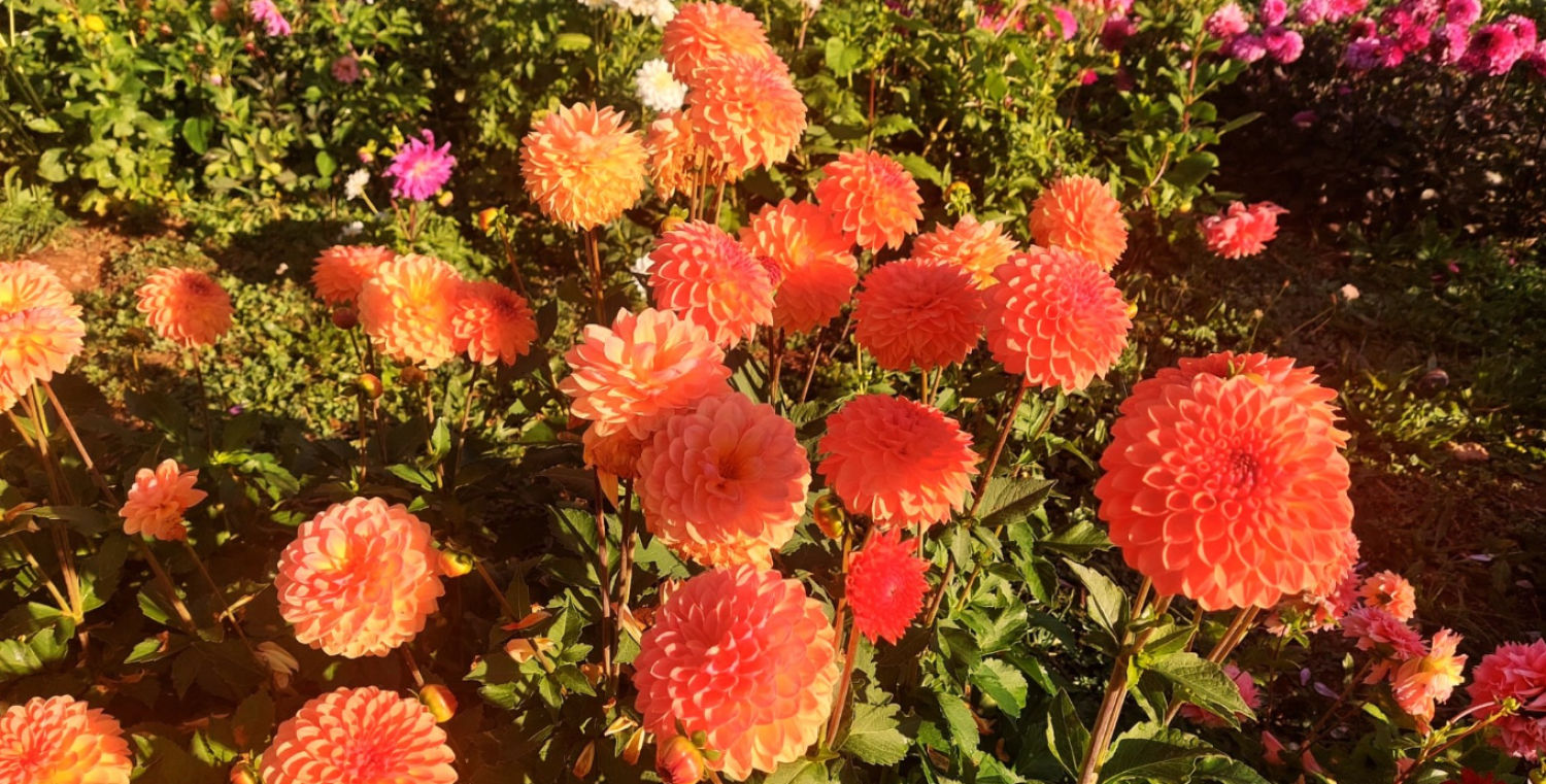 Detalle de las flores.