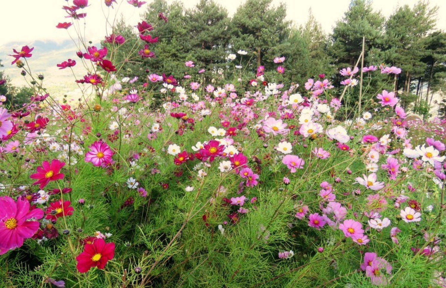 Exuberante jardín de flores de Saldes.