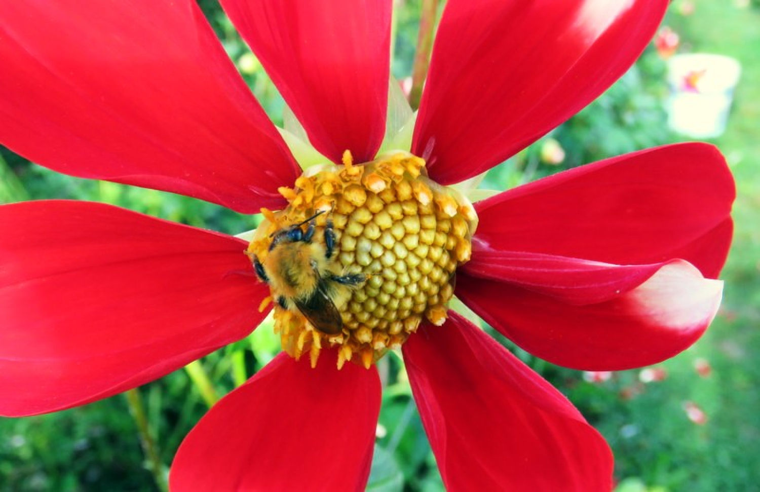 Detalle de una flor con sus pétalos.