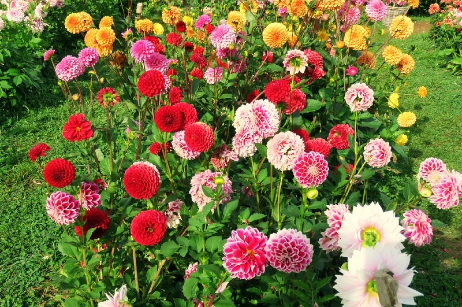 Flores de múltiples colores.