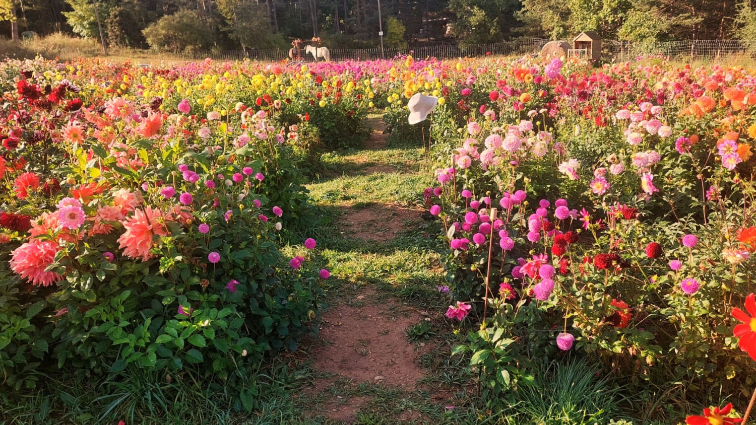 Jardín de las dalias bajo el sol de otoño.