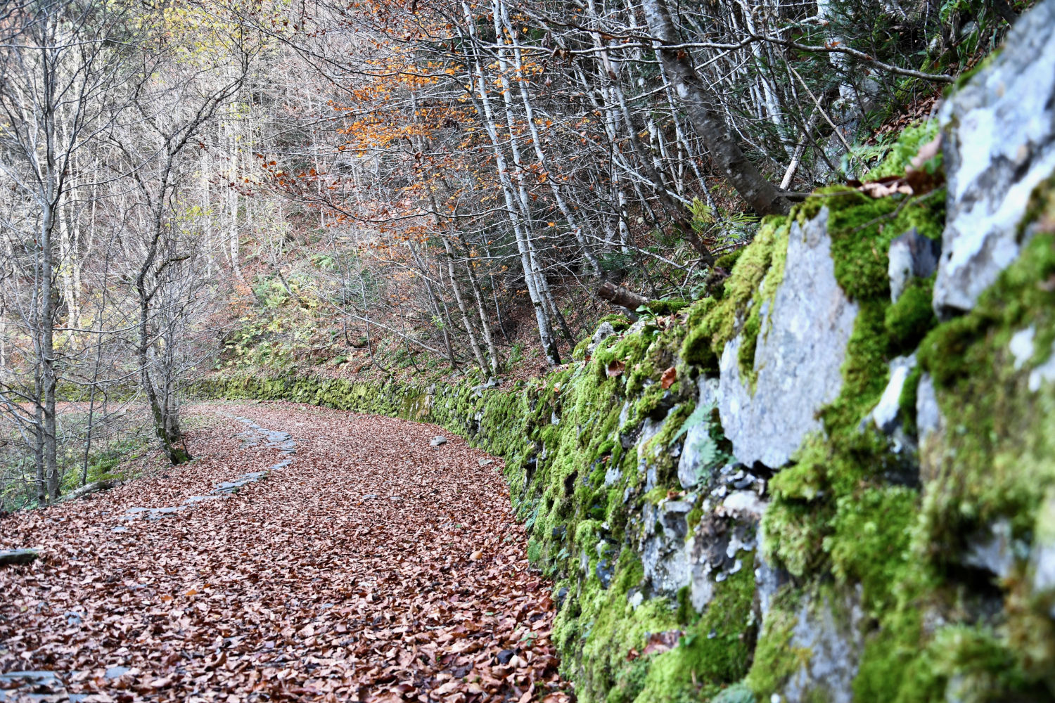 Camino otoñal en la Vall d'Aran.