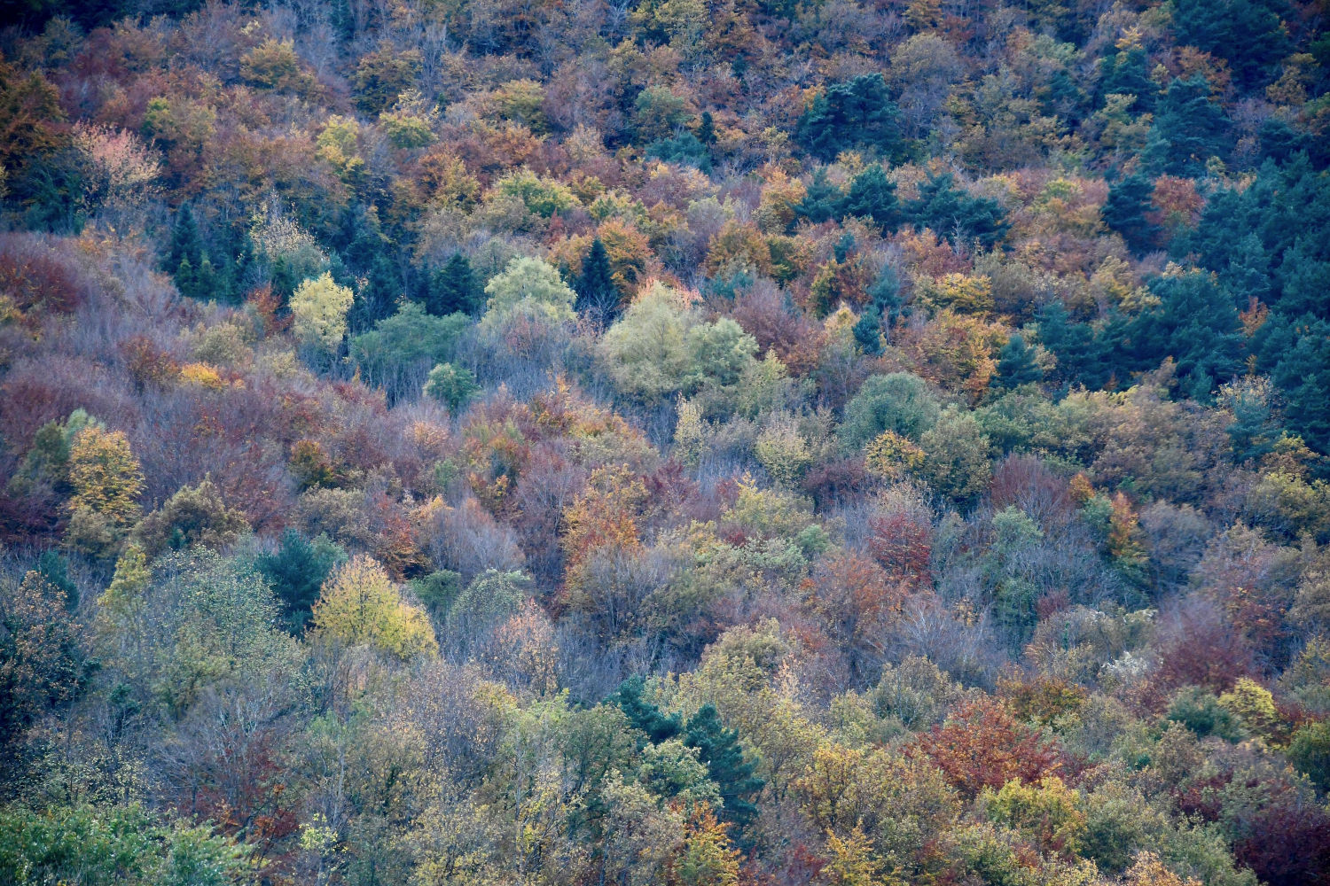 Contraste de colores en el bosque, en la Vall d'Aran.