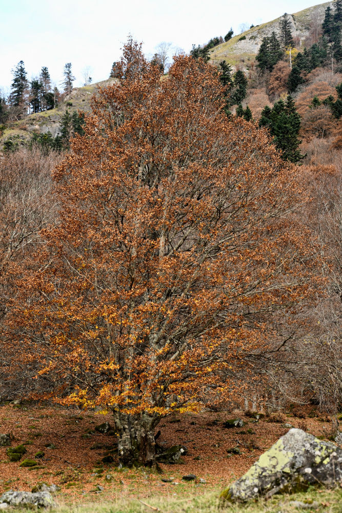 Otoño en los árboles de la Vall d'Aran.