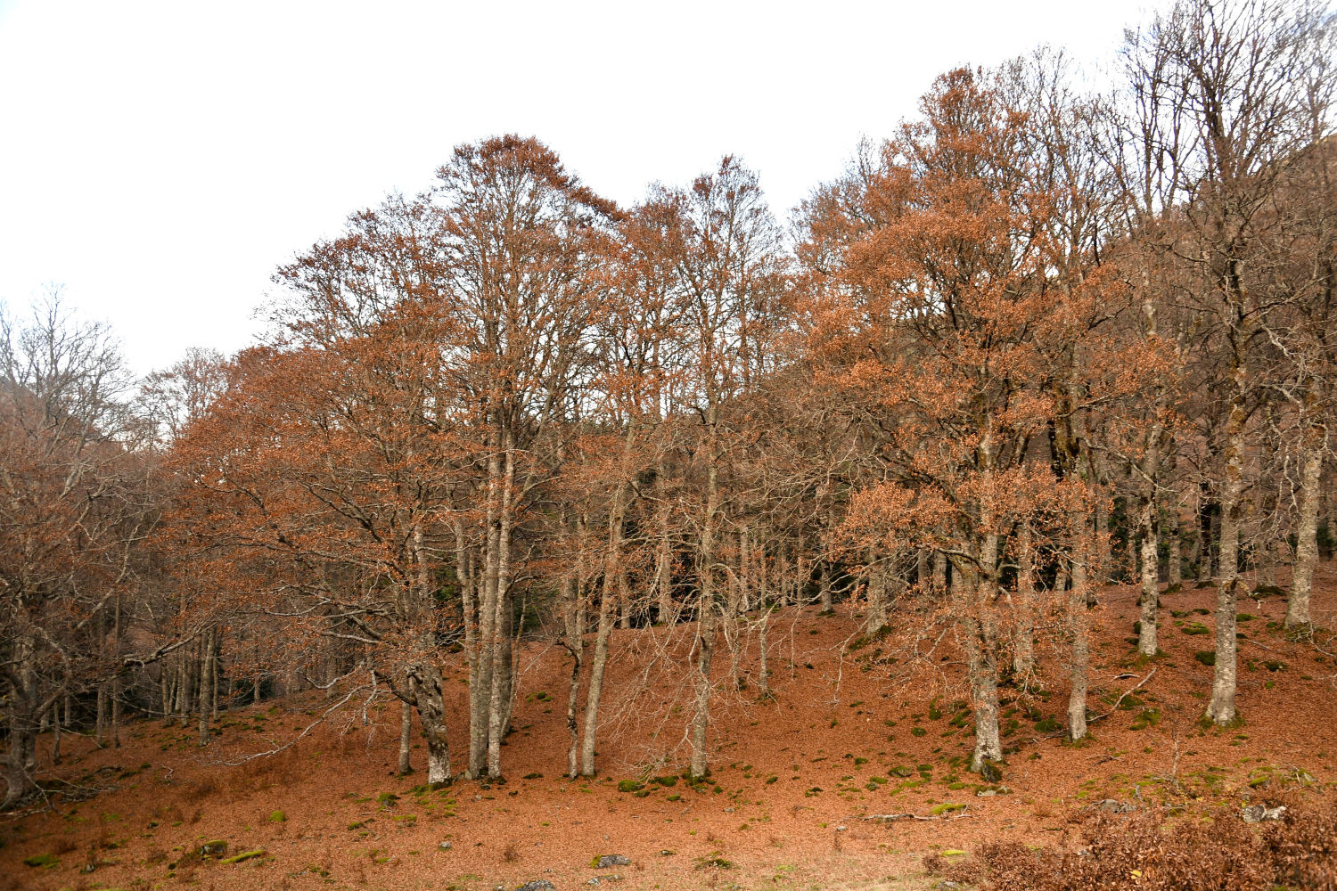 Color otoñal del bosque.