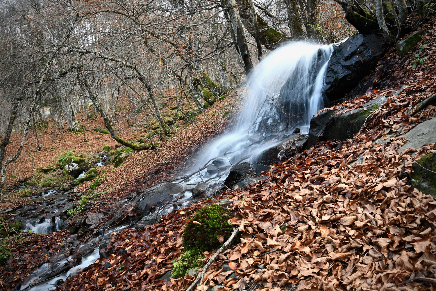 El agua fluye con fuerza en el bosque de la Vall d'Aran.