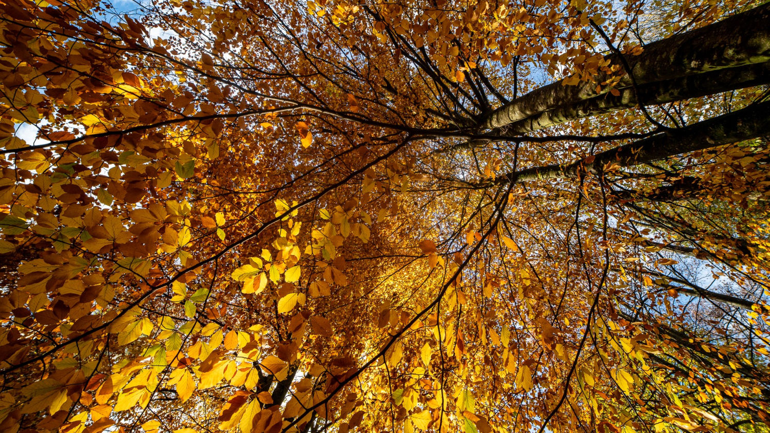 Otoño majestuoso en los árboles del bosque de Setcases.