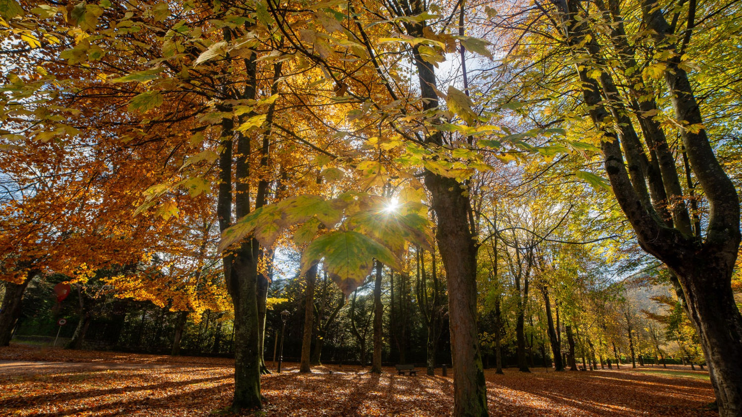 Paseo otoñal en Setcases.