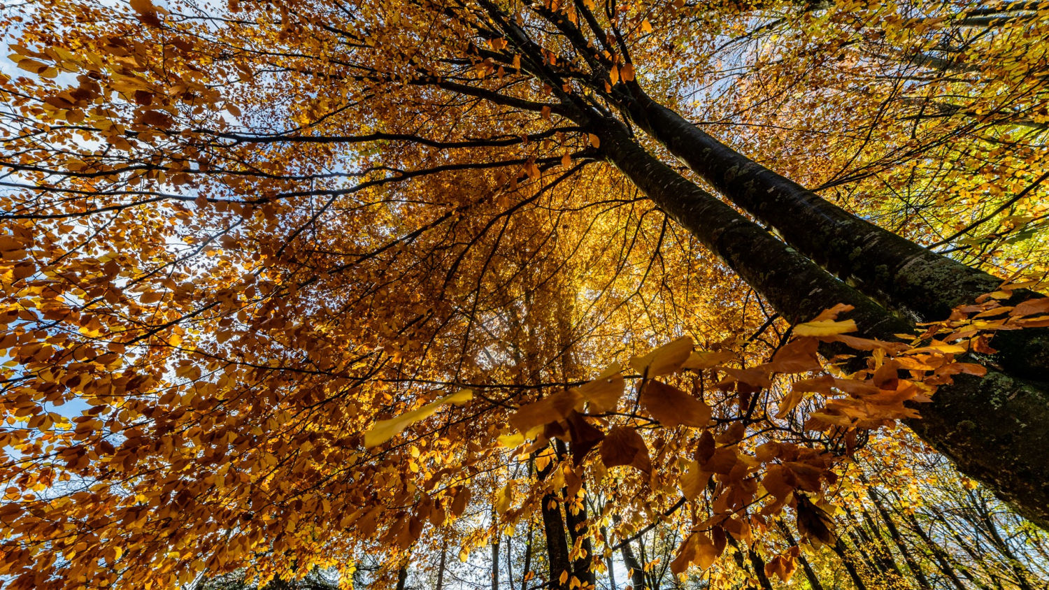 Otoño de ensueño entre los árboles de Setcases.