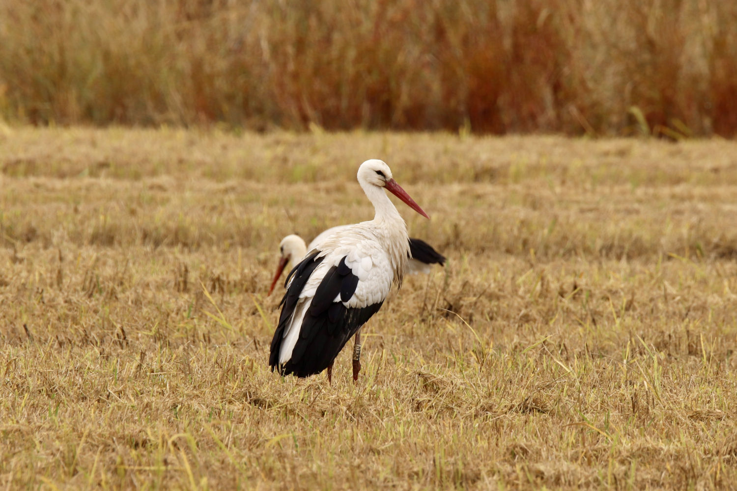 Cigüeñas en el Estany de Pals.