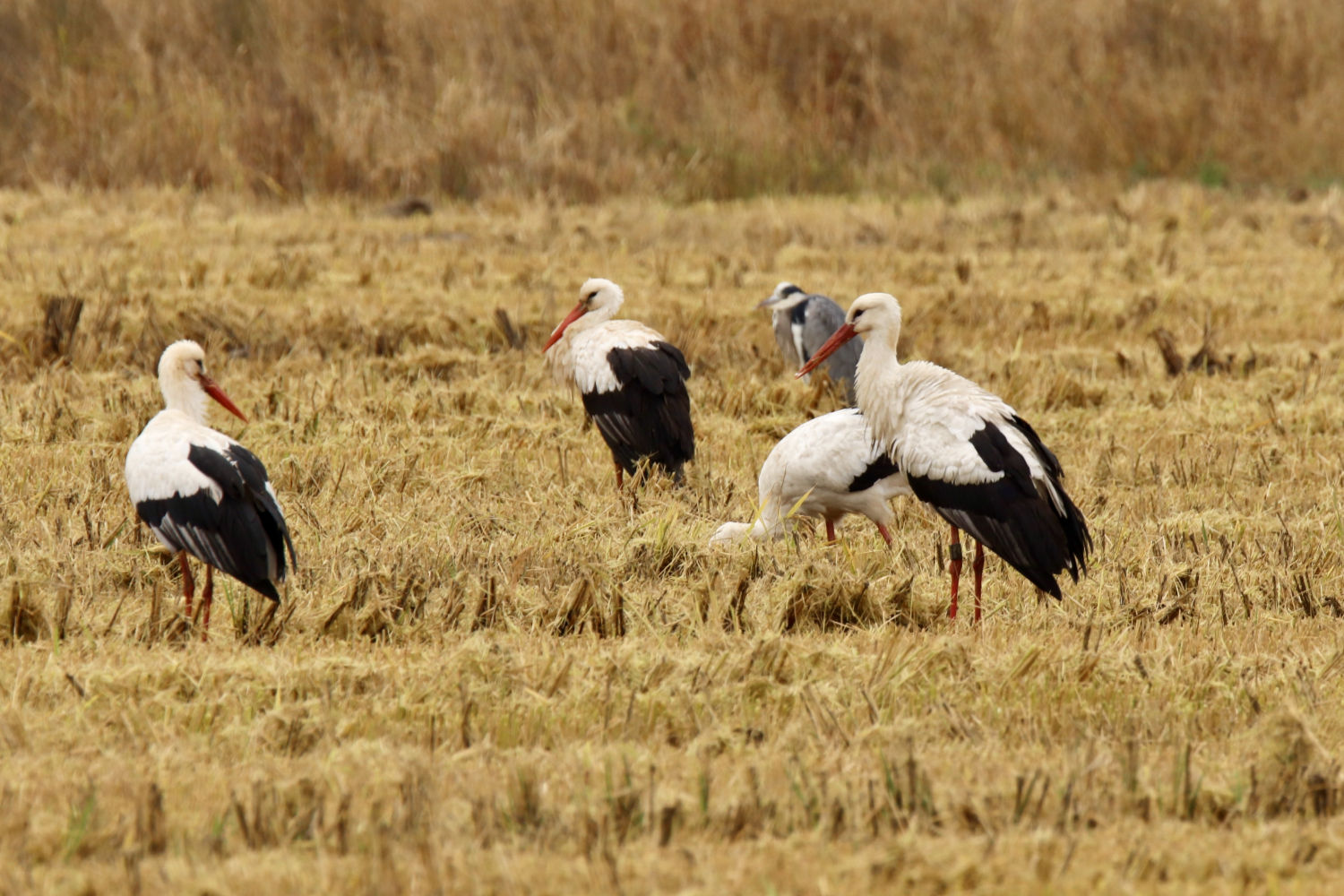 Cigüeñas buscando comida en el Estany de Pals.