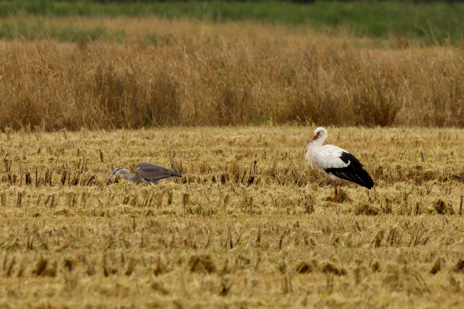 Otoño de la cigüeña en el Estany de Pals.