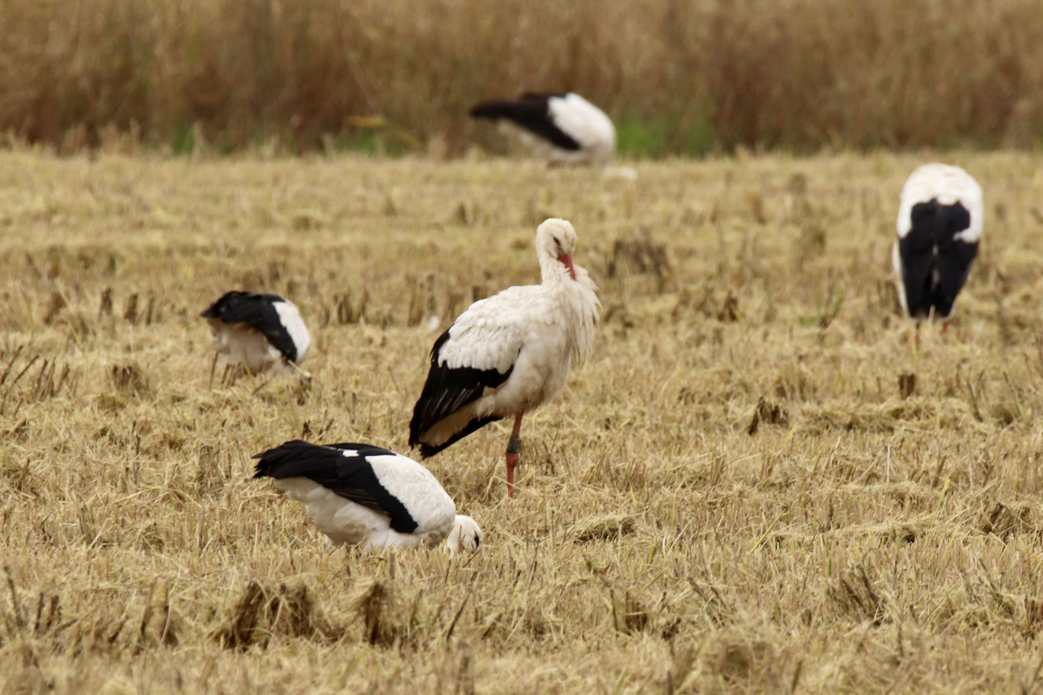Cigüeñas alimentándose en el Estany de Pals.