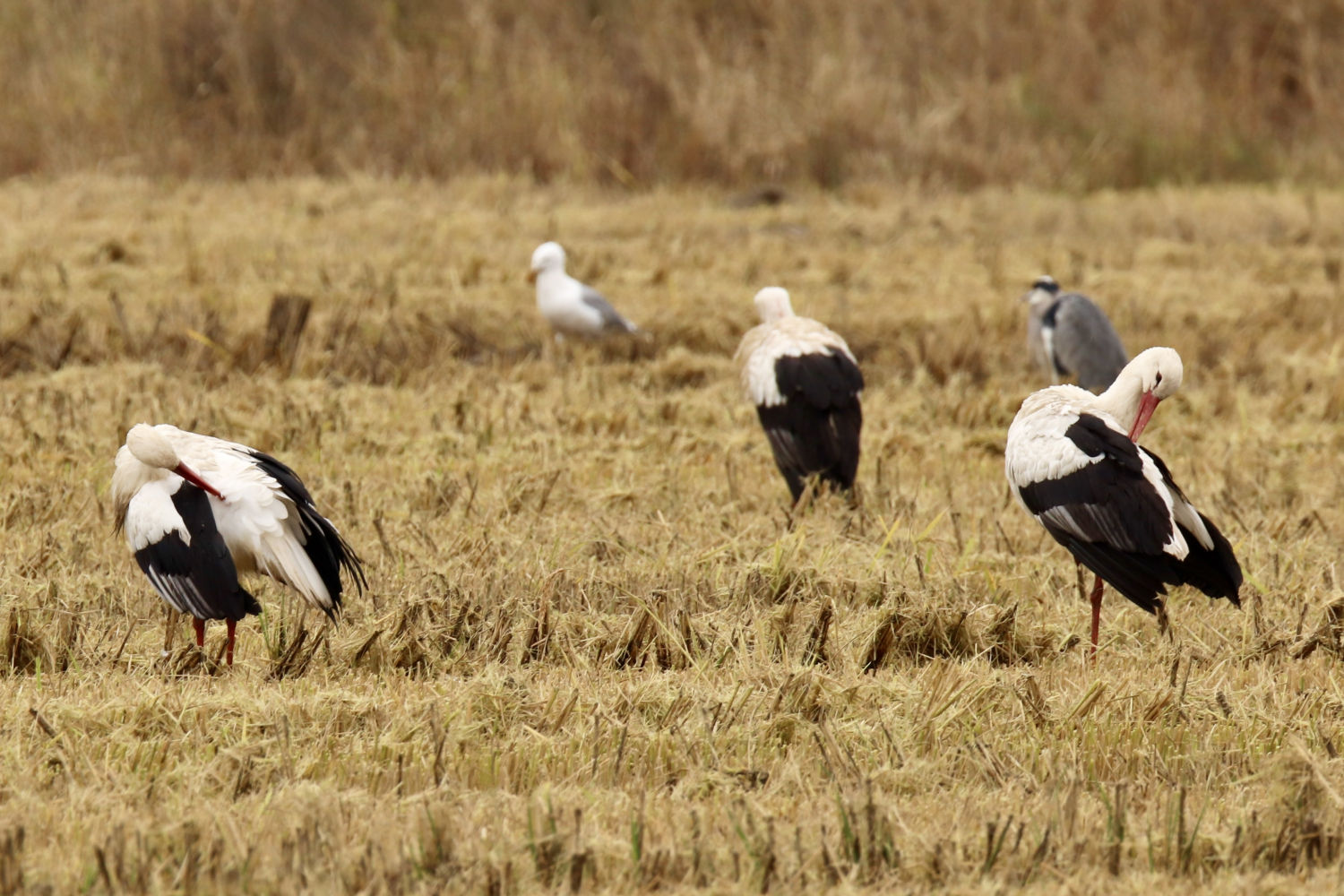 Cigüeñas en el Estany de Pals.