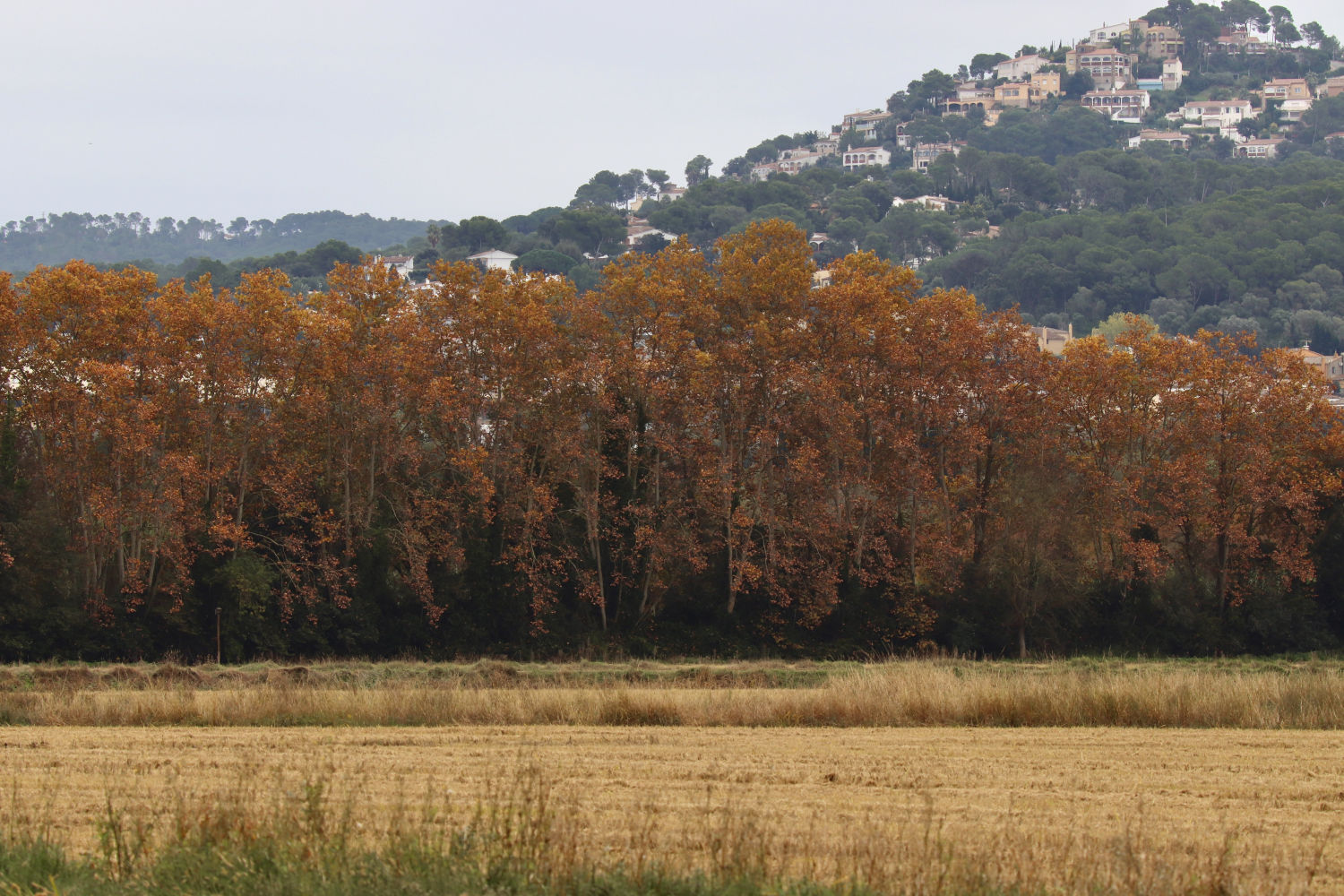 Paisaje otoñal en el Estany de Pals.