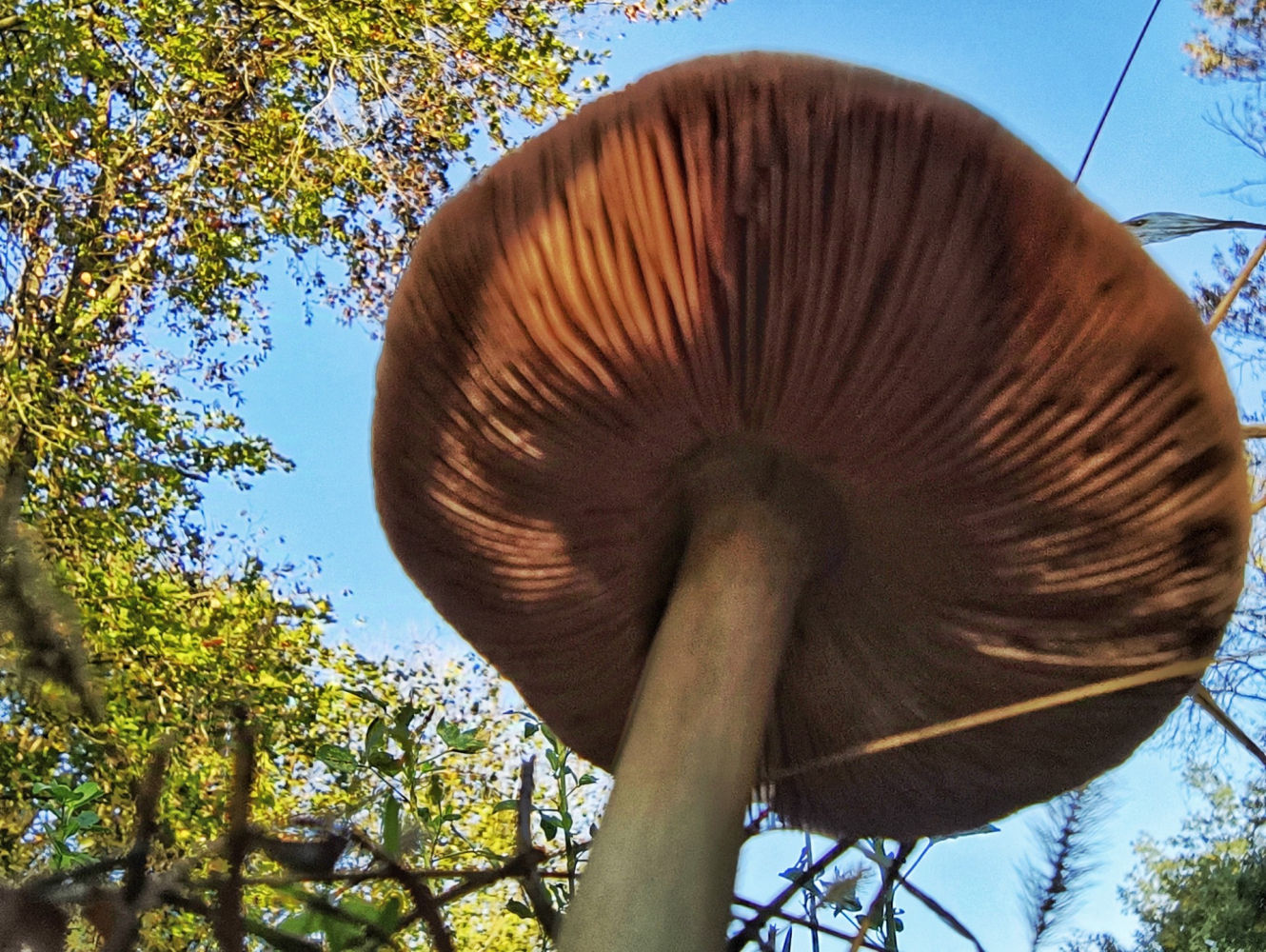 Seta otoñal en la Fageda d'en Jordà.