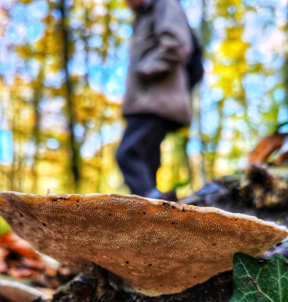 Caminando entre setas en la Fageda d'en Jordà.