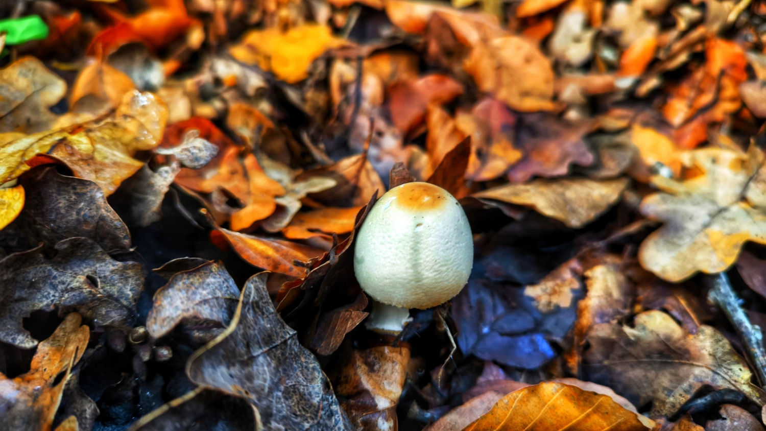 Seta entre las hojas secas del otoño en la Fageda d'en Jordà.