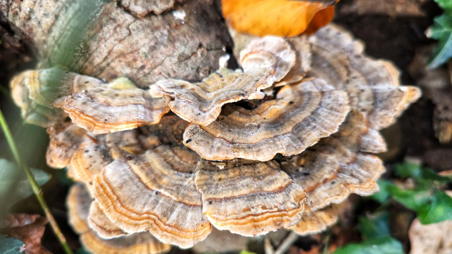 Setas de tronco en la Fageda d'en Jordà.