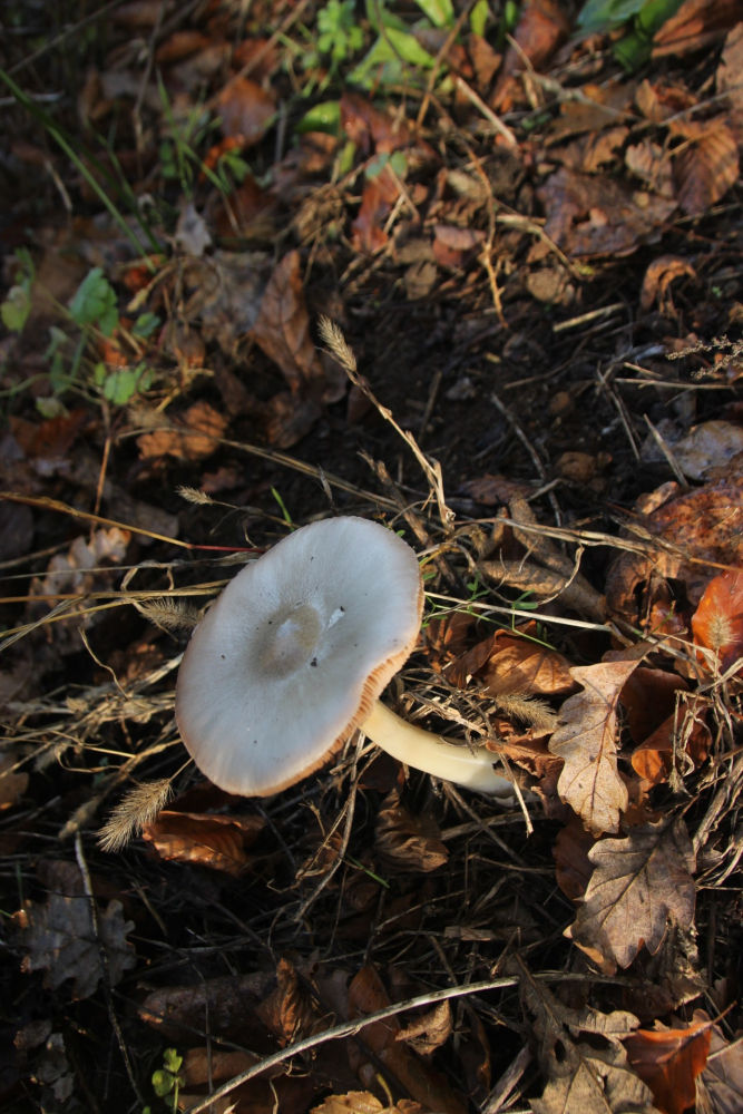 Seta en el suelo otoñal de la Fageda d'en Jordà.