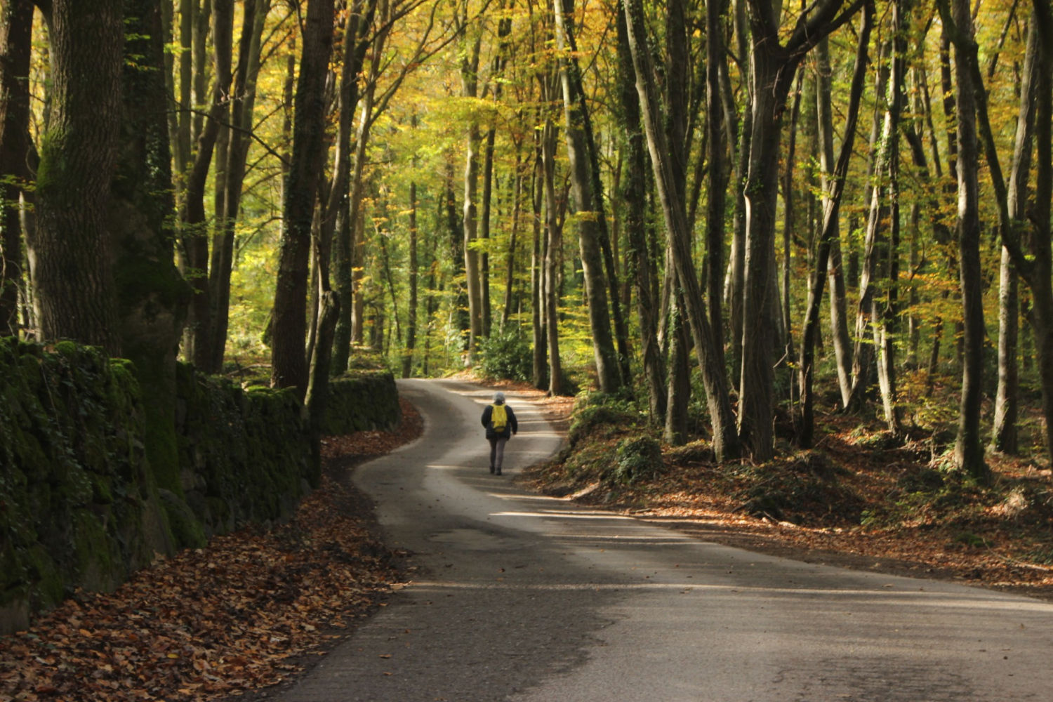 Camino otoñal de las setas en la Fageda d'en Jordà.
