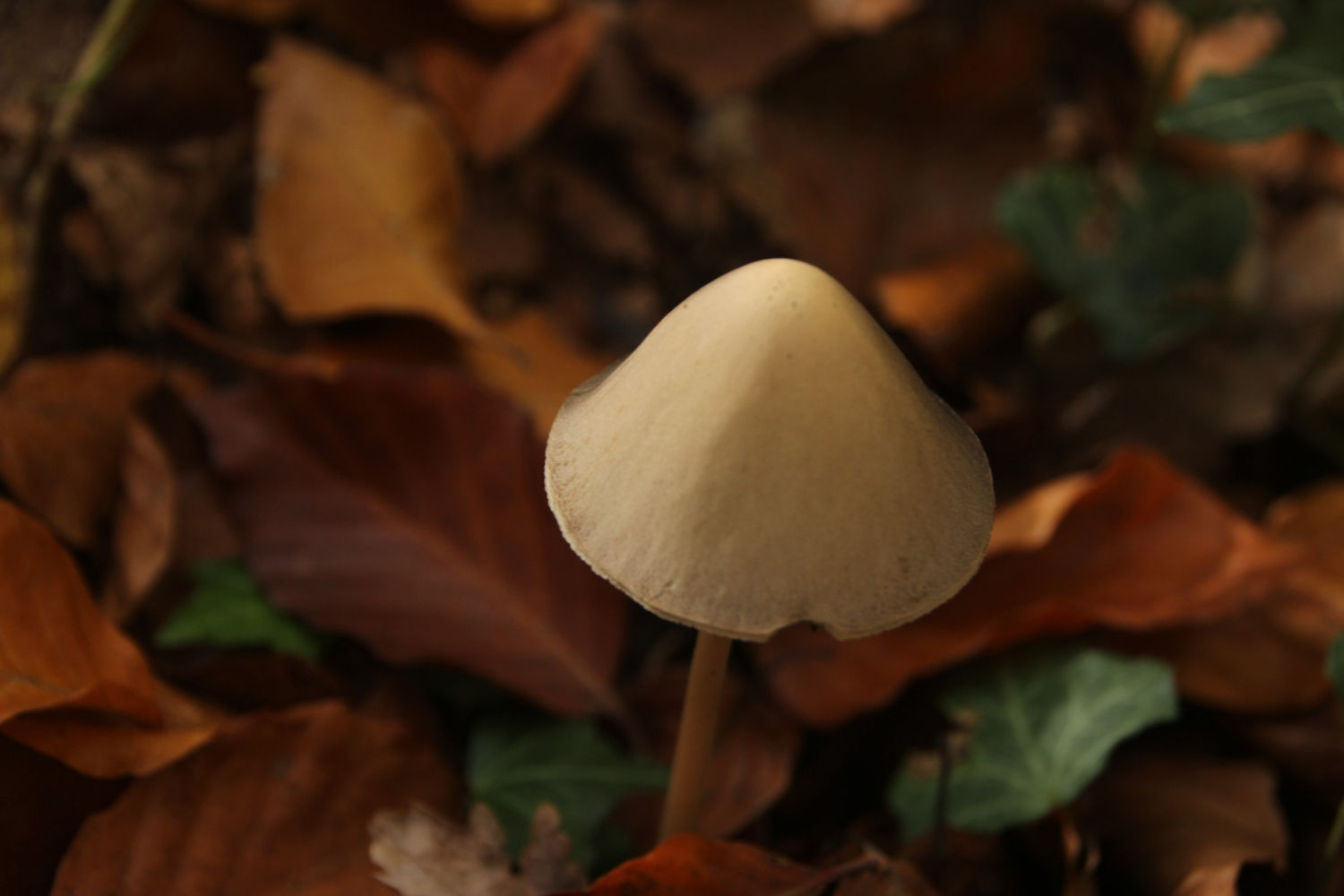 Seta en detalle en la Fageda d'en Jordà.