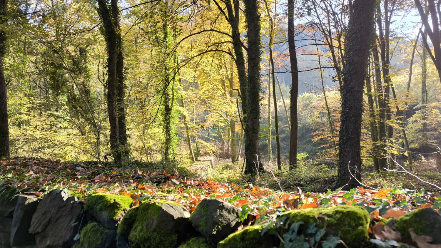 La belleza otoñal de la Fageda d'en Jordà.