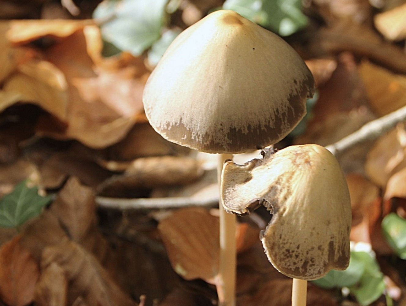 Setas otoñales en la Fageda d'en Jordà.