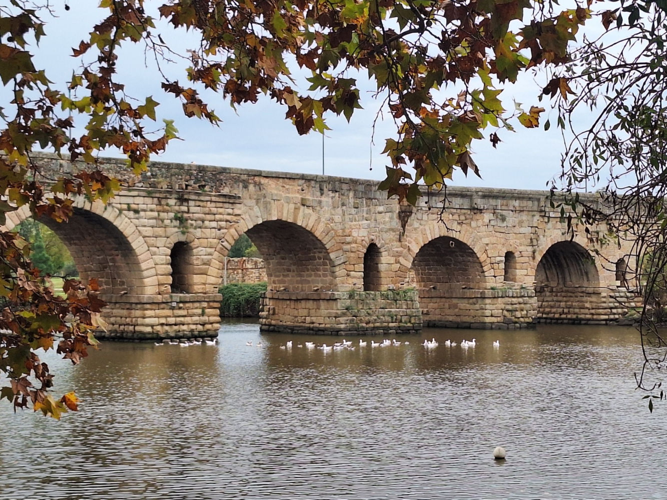 Aves acuáticas junto al puente romano de Mérida.