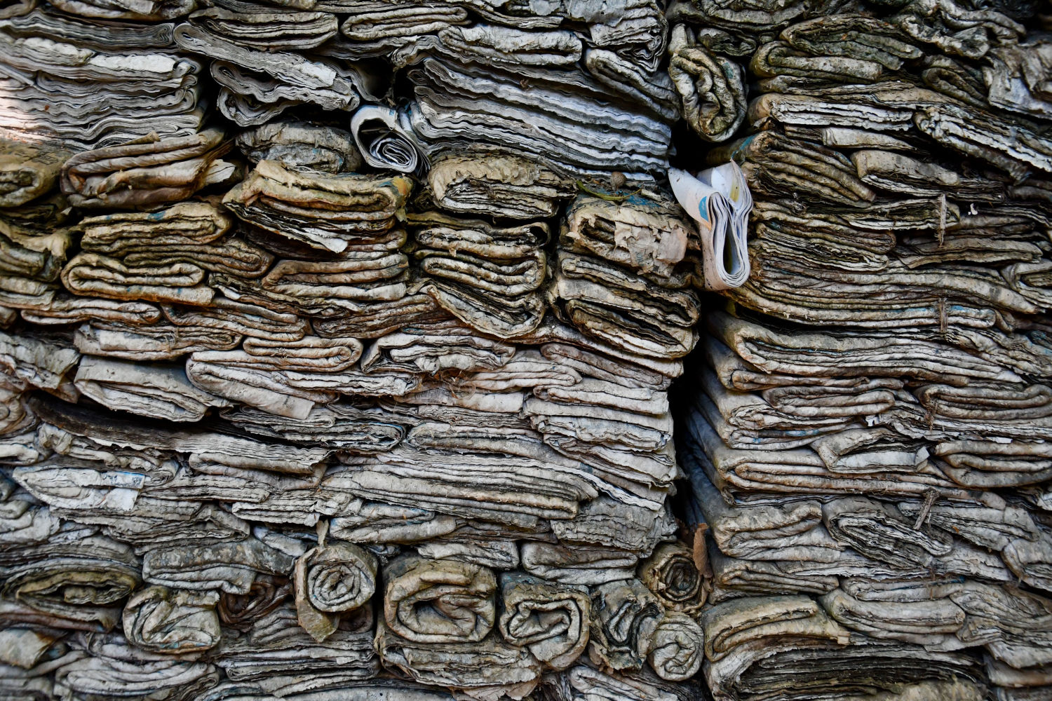 Detalles del Bosc de Can Ginebreda.