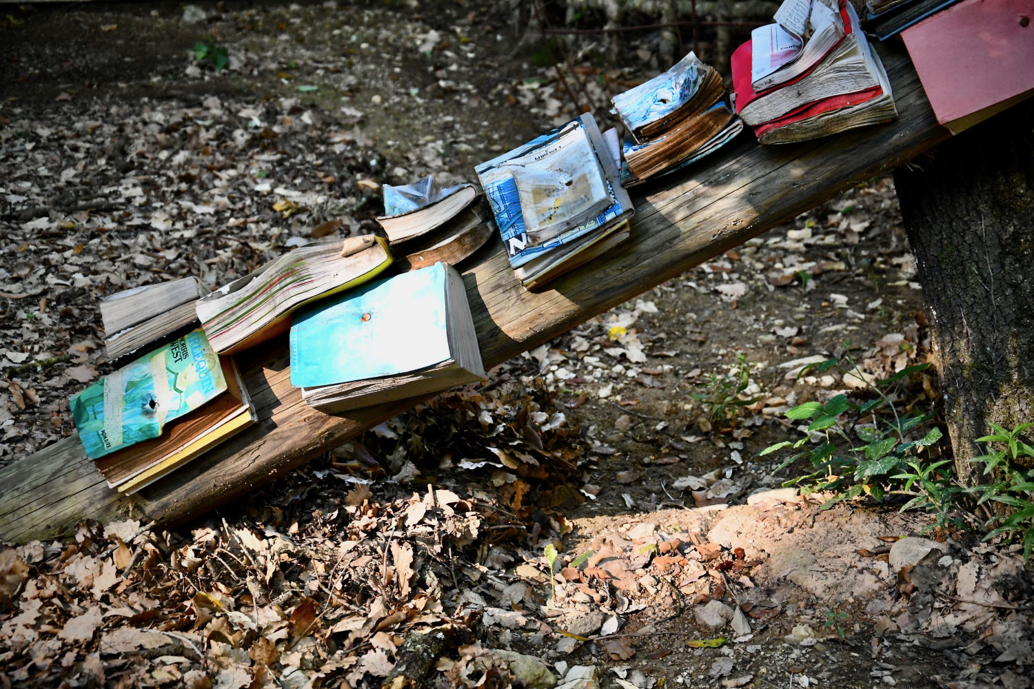 Libros en el Bosc de Can Ginebreda.