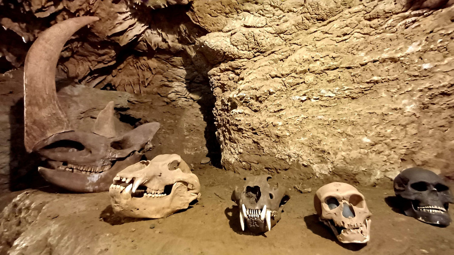 Exposición de calaveras en las Coves del Toll.