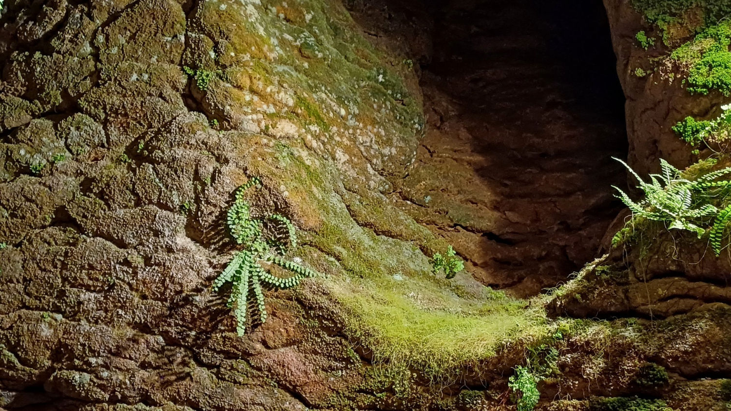 Verde en las Coves del Toll.