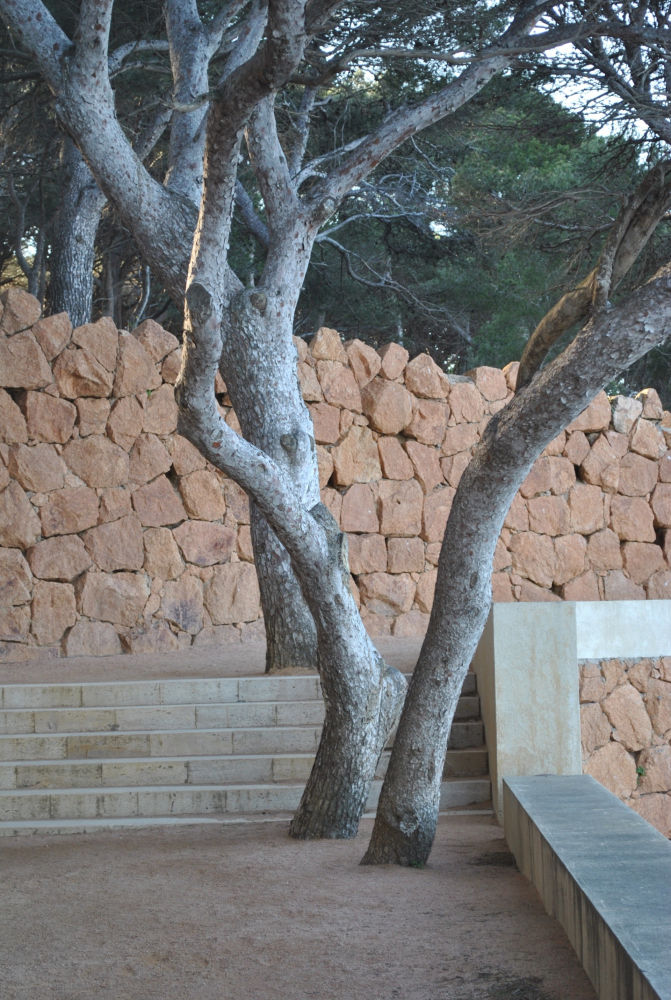 Árboles en el pleno Camino de Ronda.