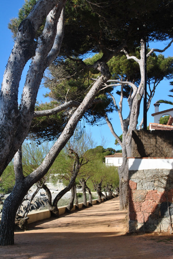 Pinar en el Camino de Ronda.