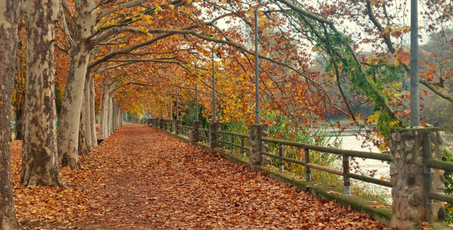 Pasea de hojas junto al Ter.