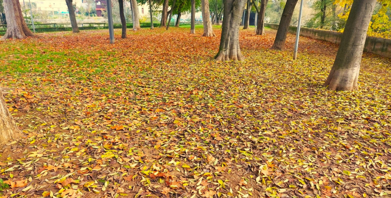 Alfombra de hojas en el Vora Ter.