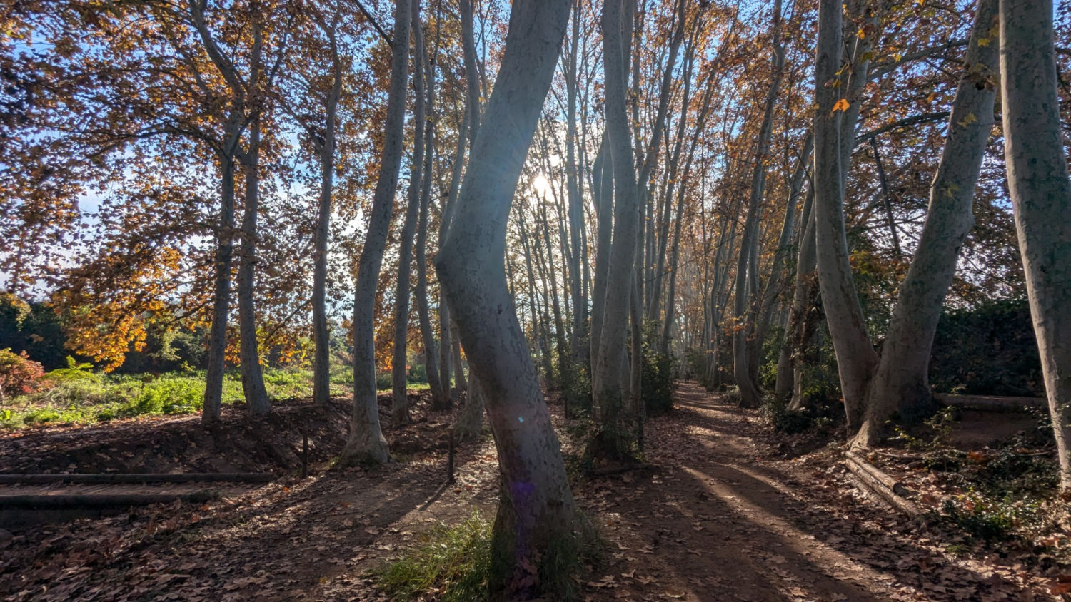 Paseo de otoño por Gallecs.