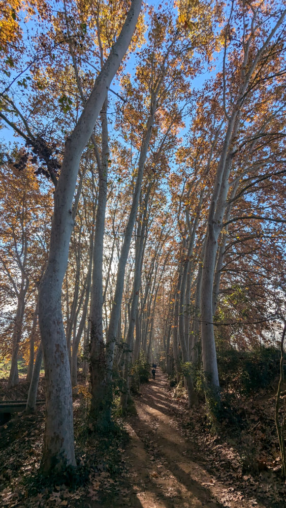 Arboleda de otoño en Gallecs.