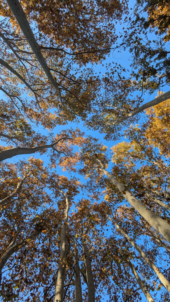 La belleza de las hojas otoñales en Gallecs.