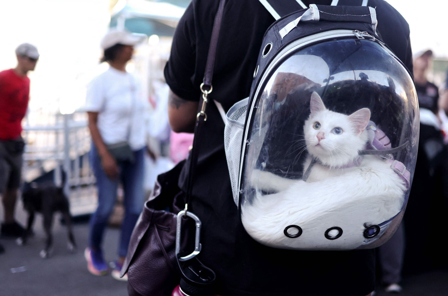 Milky, el gato, espera en una mochila durante el día de atención veterinaria gratuita para mascotas del Project Street Vet en Homeless Health Care Los Angeles