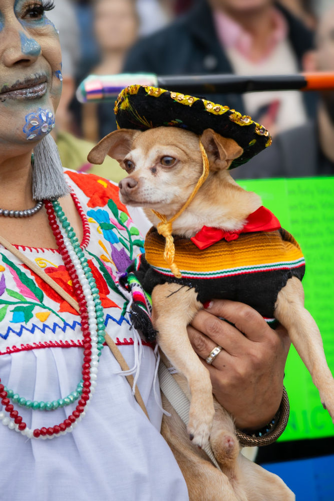 Perro uniéndose a la fiesta.