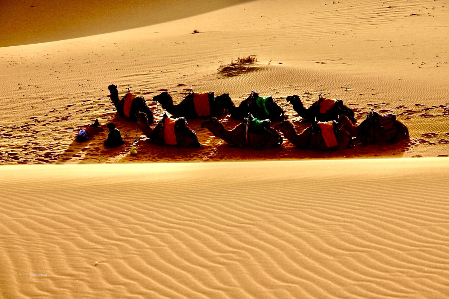 Camellos en Erg Chebbi,