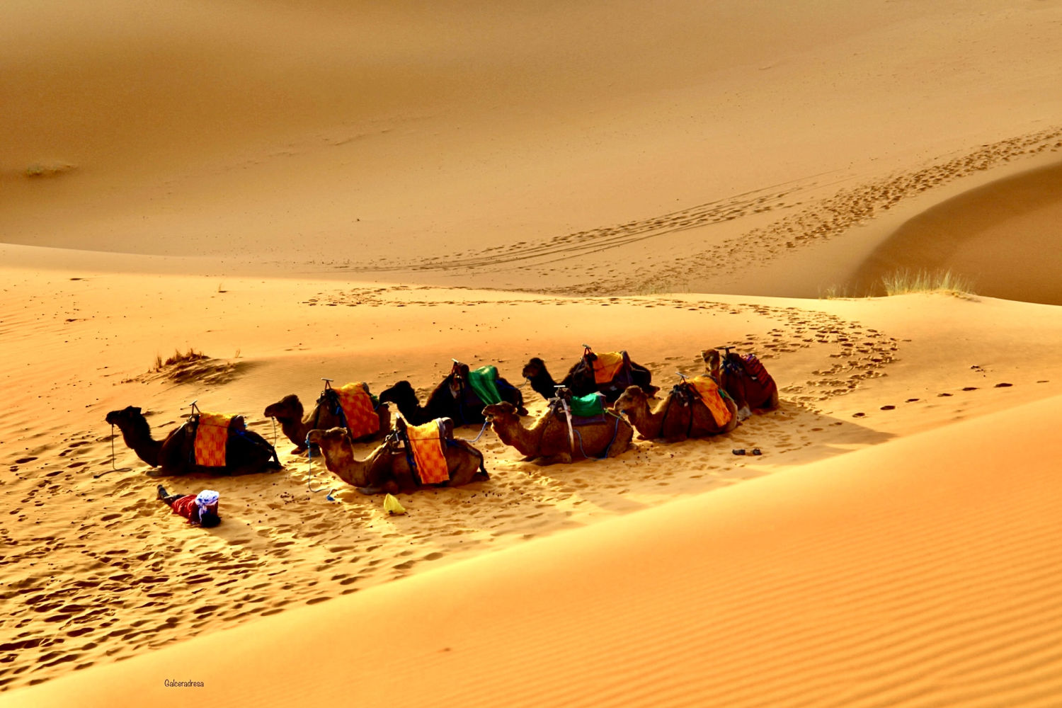 Camellos reposando en la arena de Erg Chebbi.